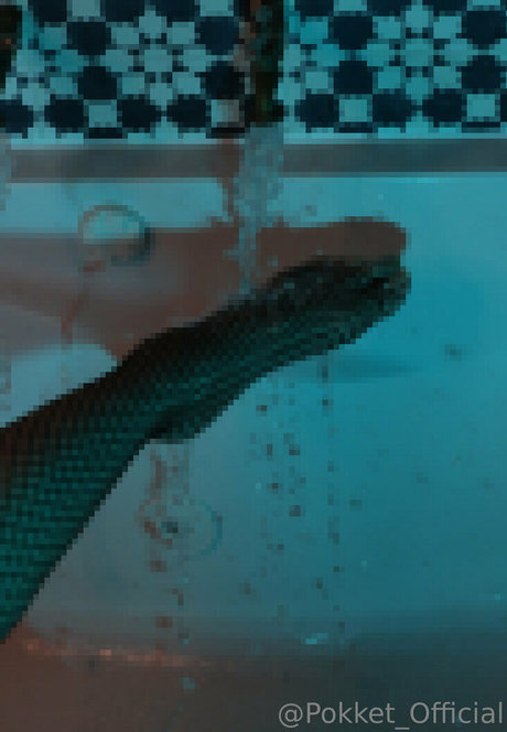 Pokket_official