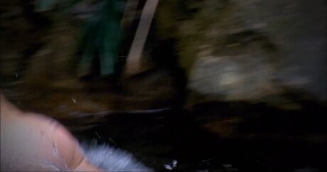 Ich bin ein Star – Holt mich hier raus!