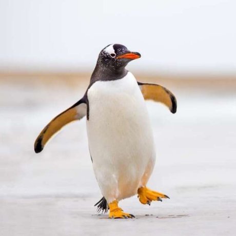 Mlteci Penguen