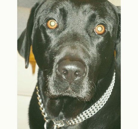 Kika