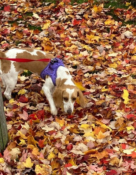 Northerngaymertwinks